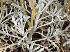 Chaenactis suffrutescens