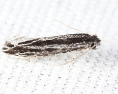 Nemapogon rileyi