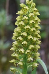 Orchis punctulata