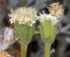 Chaenactis suffrutescens