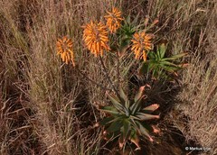 Aloe mudenensis