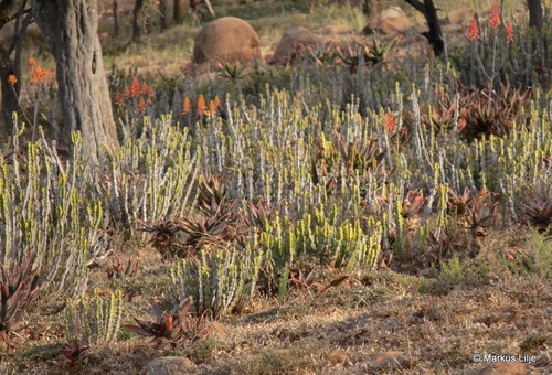 Euphorbia pseudocactus
