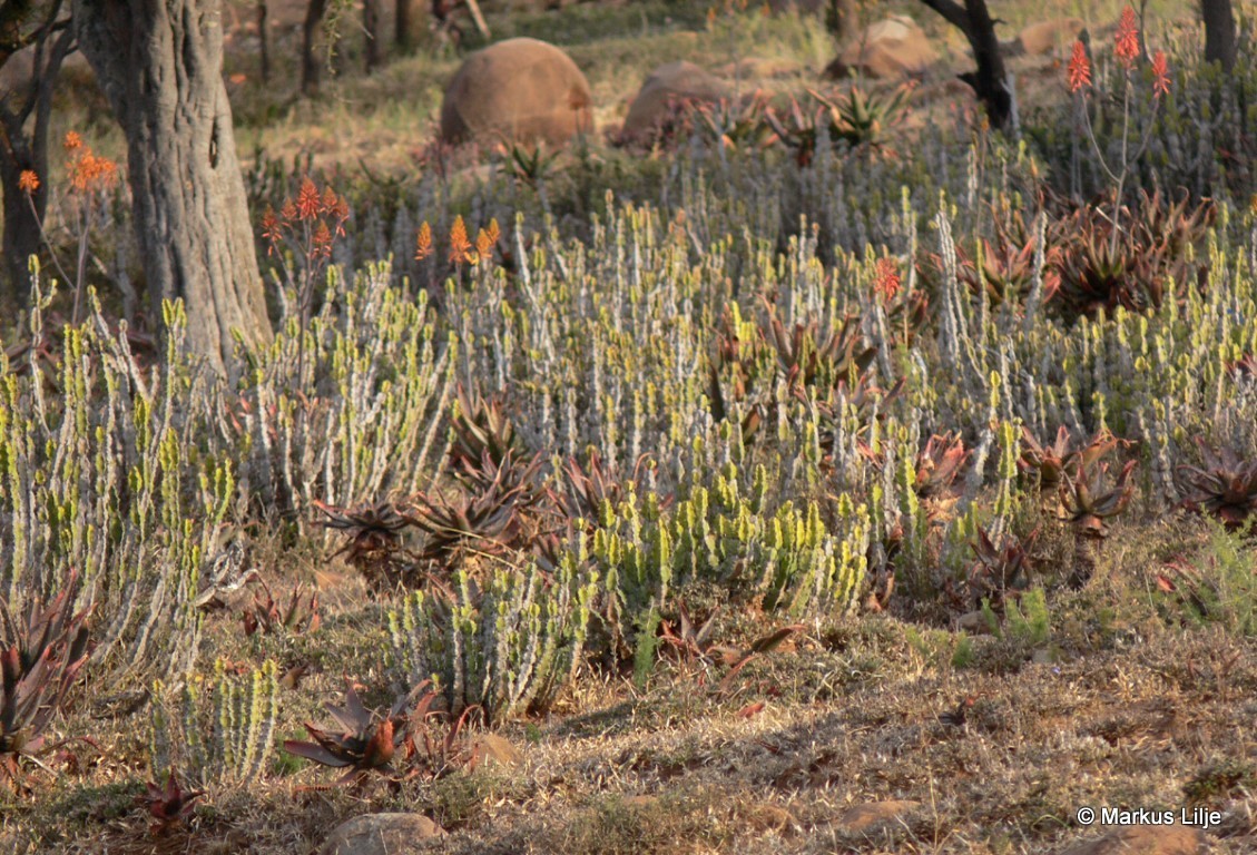 Euphorbia pseudocactus