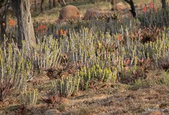 Euphorbia pseudocactus
