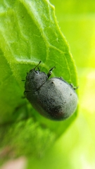 Epilachna obscurella