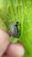 Epilachna obscurella