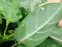 Chiridopsis bipunctata