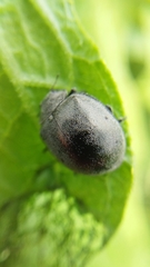 Epilachna obscurella