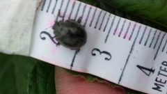 Epilachna obscurella