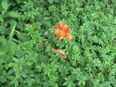 Hemerocallis fulva kwanso