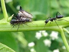 Otinotus
