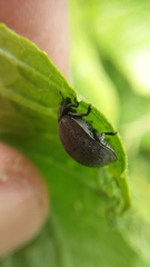Epilachna obscurella