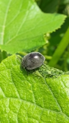 Epilachna obscurella