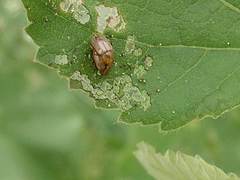 Chrysomelidae