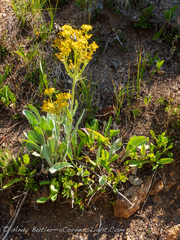 Senecio atratus