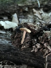 Inocybe flocculosa