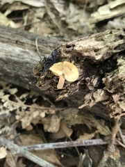 Inocybe flocculosa