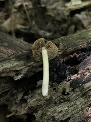 Inocybe flocculosa