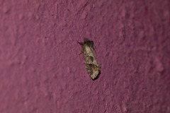 Acrolophus texanella