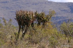 Aloe castanea