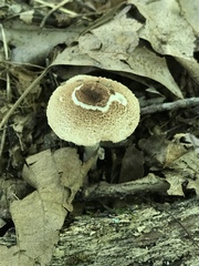 Leucoagaricus brunnescens
