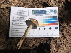 Leucoagaricus brunnescens