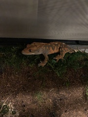 Correlophus ciliatus