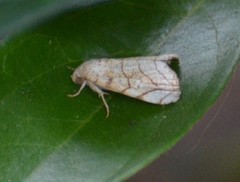 Bagisara tristicta