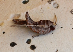 Deidamia inscriptum