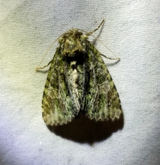 Phosphila miselioides