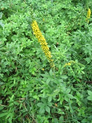 Agrimonia pilosa japonica
