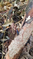 Urocerus cressoni