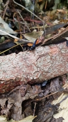 Urocerus cressoni