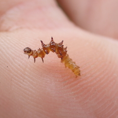 Exyra semicrocea