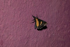 Cyllopodini