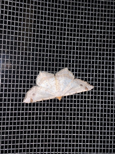 Red-headed Inchworm Moth photo 3