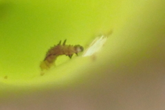 Exyra semicrocea