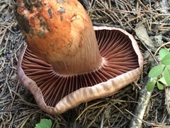 Cortinarius rubripes