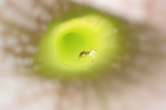 Exyra semicrocea