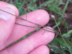 Polygala verticillata