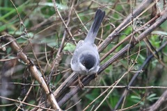 Curruca mystacea