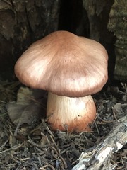 Cortinarius rubripes