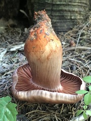 Cortinarius rubripes