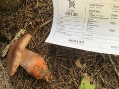 Cortinarius rubripes