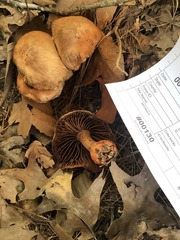 Cortinarius rubripes