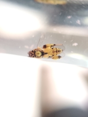 Conura amoena