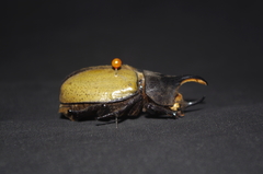 Dynastes ecuatorianus