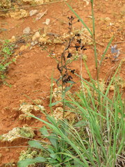 Sericocarpus asteroides