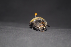 Dynastes ecuatorianus