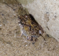 Pleurodema brachyops